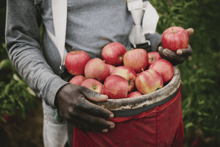 Freshly picked apples