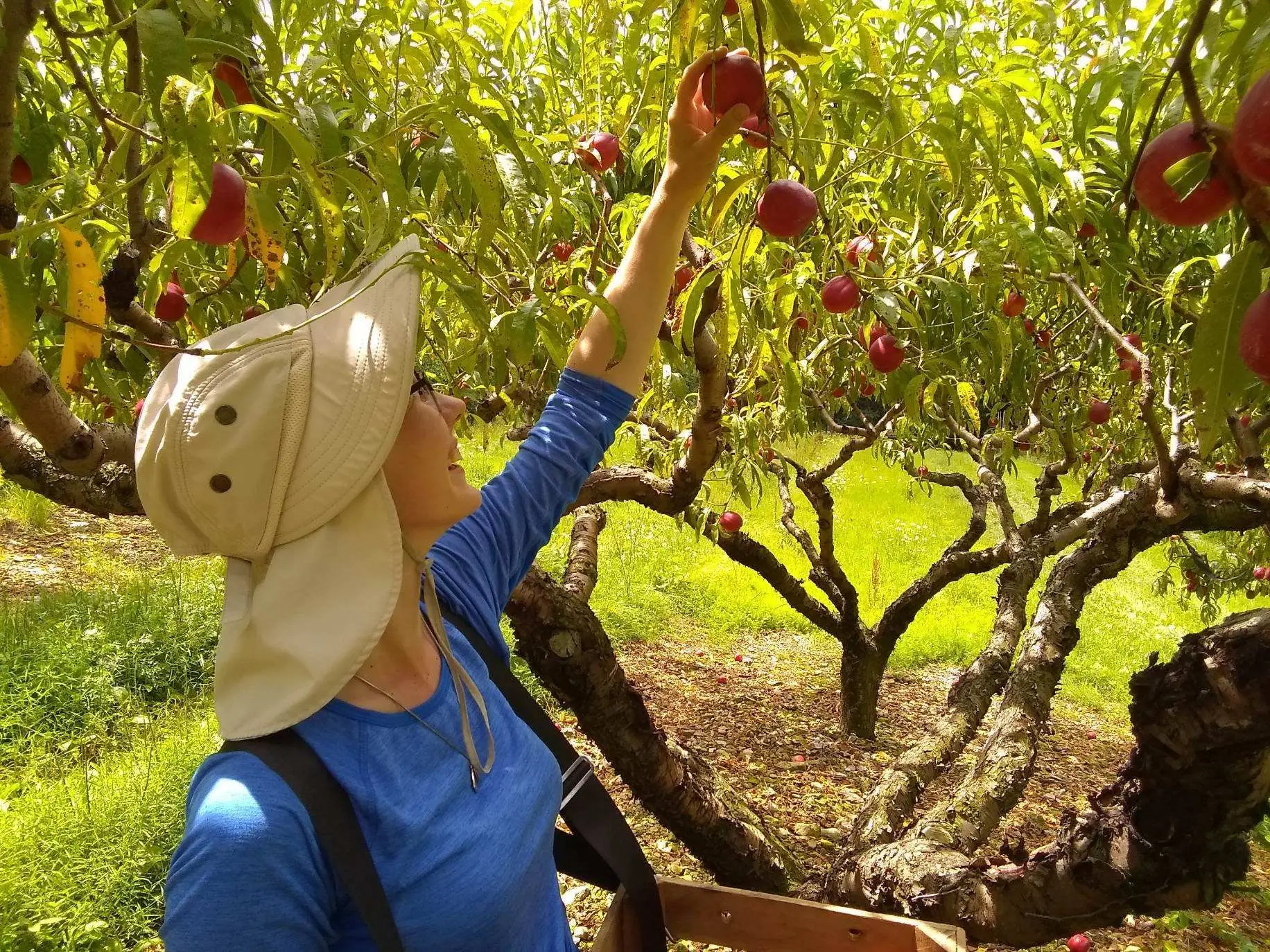 Green's Fruit Farm PYO Apple Orchards