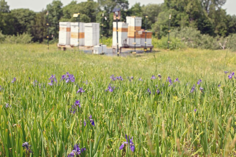 RFarm Honey Bee Hives