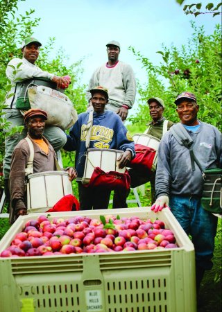 Apple farmers stand by their harvest