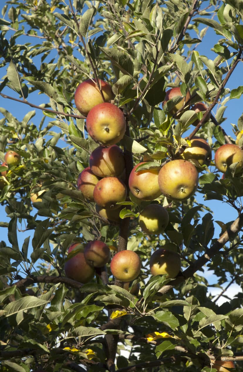 Heirloom Apple Varieties Red Tomato