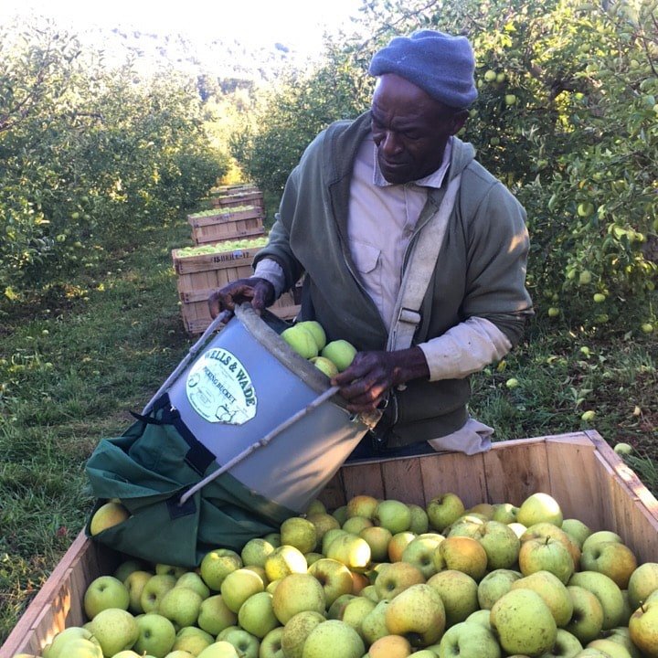 A member of the fishkill pick crew places apples in a box