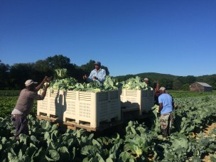 Navigating the Climate Crisis: Disrupted Food Supply Chains Highlight Importance of Local Farming