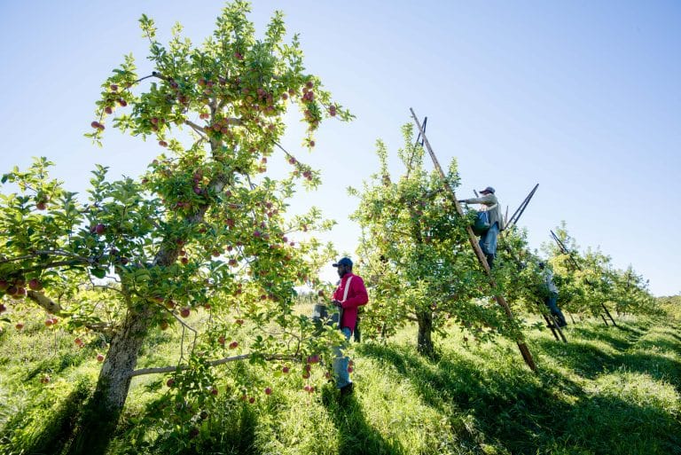 A team of pickers work in the orchards at on a sunny day at Scott Farm