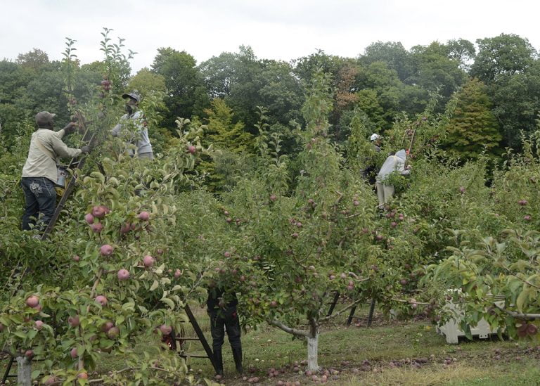 apple orchard