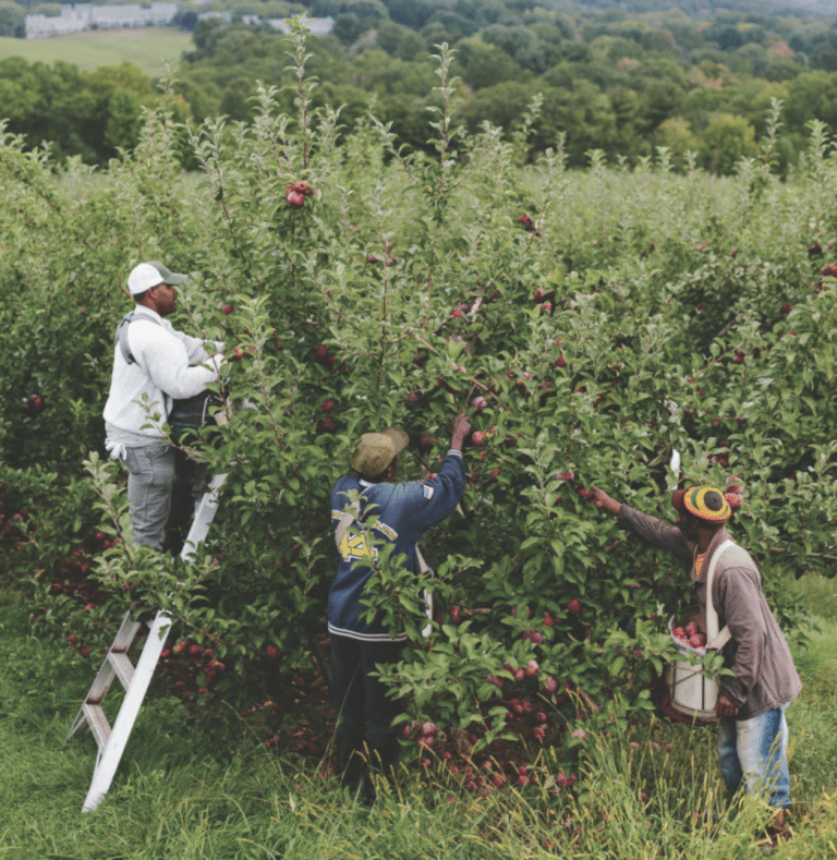 regional supply chain