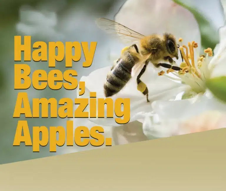 A bee hovers as it eats from a flower: Happy Bees, Amazing Apples
