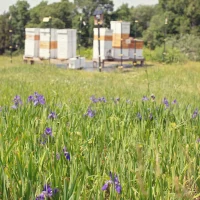 RFarm Honey Bee Hives