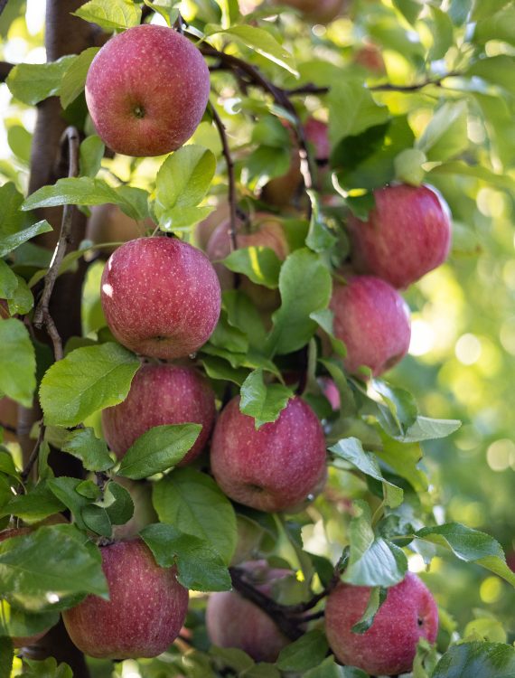 Pick Your Own Apples