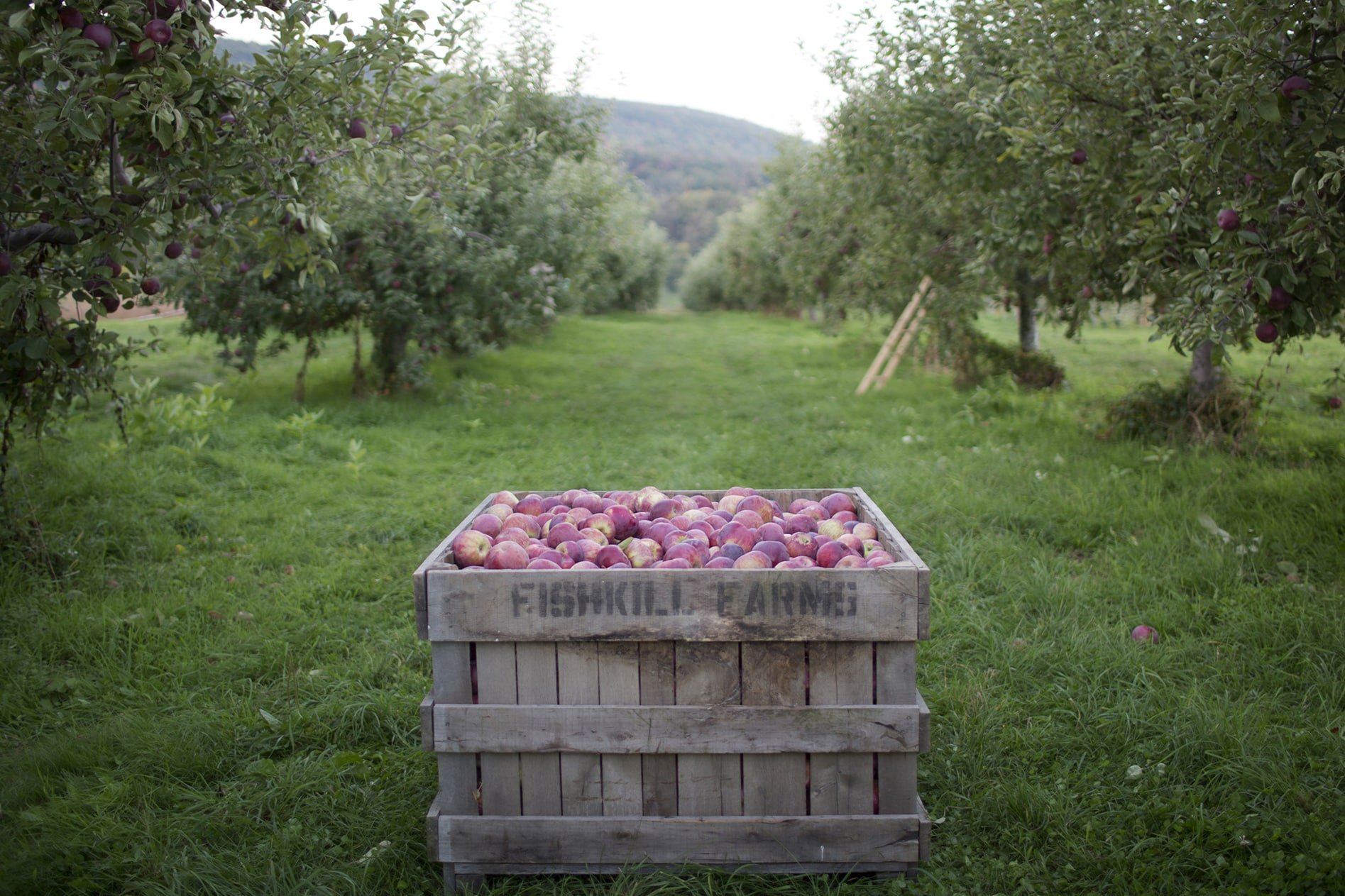 A wooden box filled with apples sits between rows of trees at Fishkill Farms