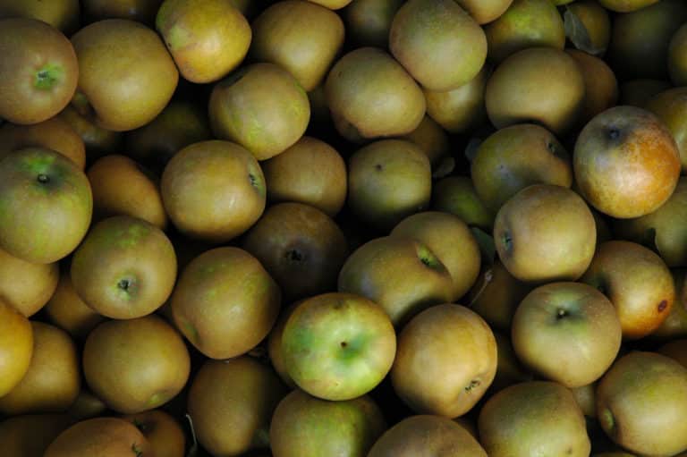 heirloom apples in a pile