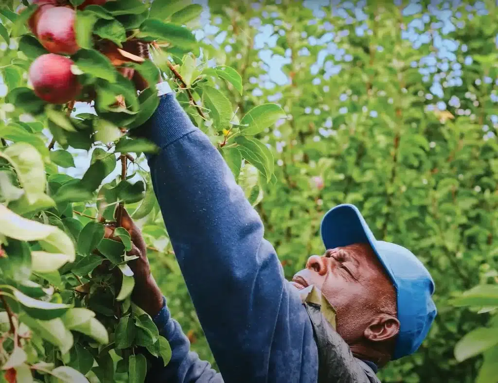Farmworker food hub logistics