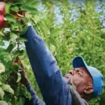 Farm worker picks apple from tree
