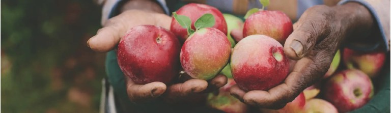 EcoCertified Apples