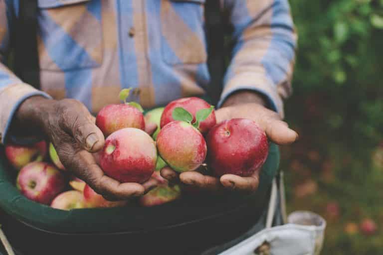 hands holding heirloom apples