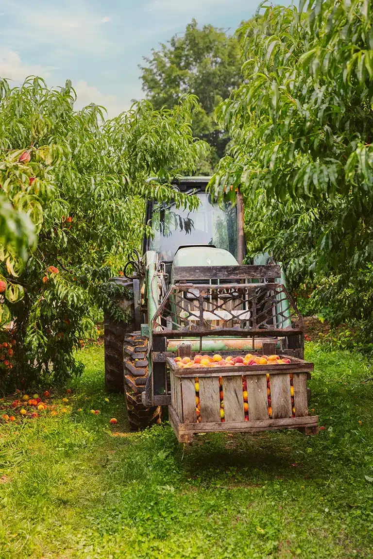 Tractor in peach orchard at Rogers Orchard